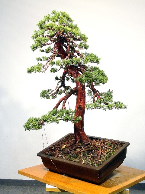 bonsai alakitas utan